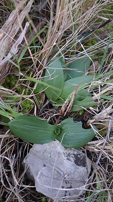 Ophrys forestieri  - Emmanuel Cosson