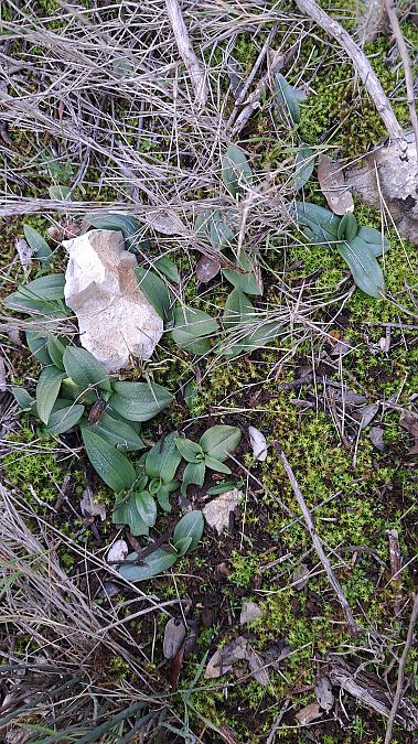 Ophrys forestieri  - Emmanuel Cosson