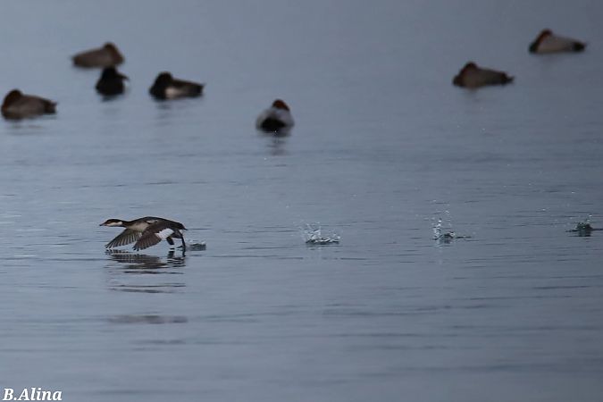 Svasso cornuto  - Briciu Alina