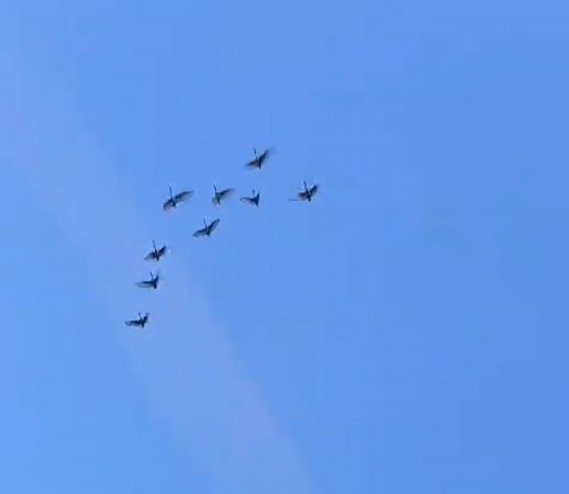 Ibis sacro  - Gianluca Congi