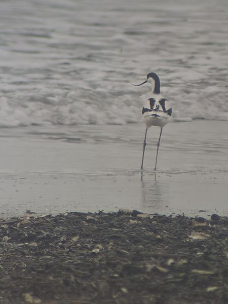 Avocetta  - Francesco Boscolo Camiletto