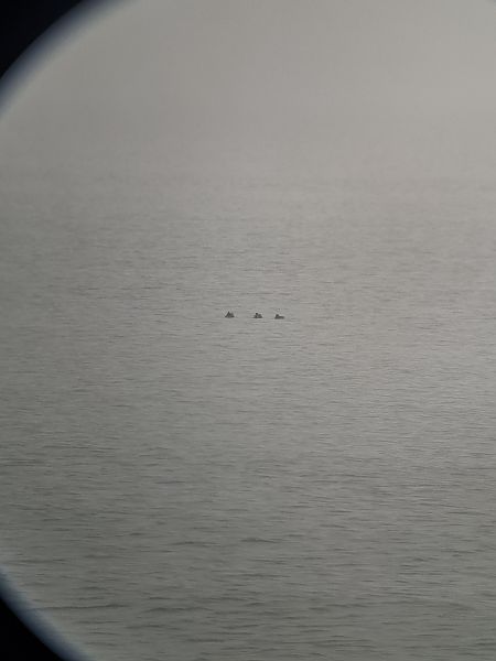 Alzavola  - Francesco Boscolo Camiletto