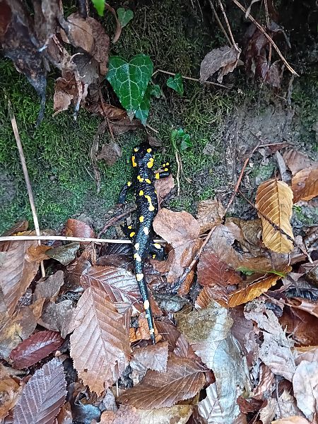 Salamandra pezzata  - Ivano Cfr Marcorin (FVG)