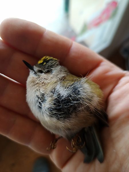 Regolo  - Claudio Danesi