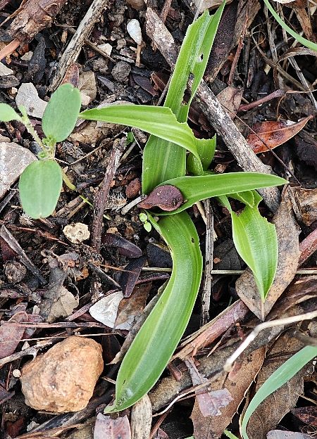 Anacamptis pyramidalis  - Alain Bultez