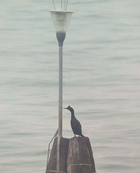 Marangone dal ciuffo  - Jacob Zoller