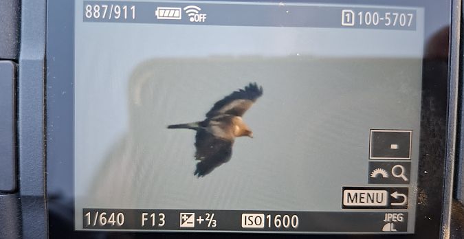 orzełek  - Tomasz Doroń