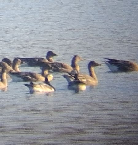 bernikla białolica  - Wojciech Siuda