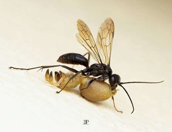 Auplopus carbonarius  - Edoardo Previato