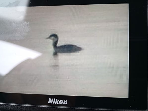 Ohrentaucher  - Rafał Fudalej