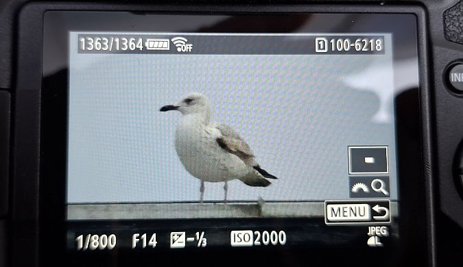 mewa białogłowa  - Tomasz Doroń