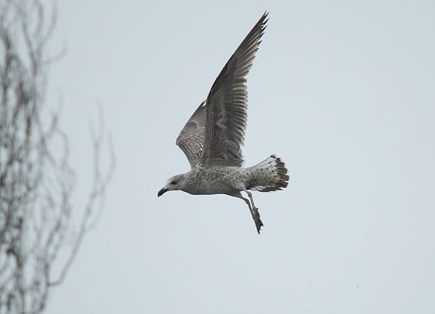 Mugnaiaccio  - Alessio Mannello