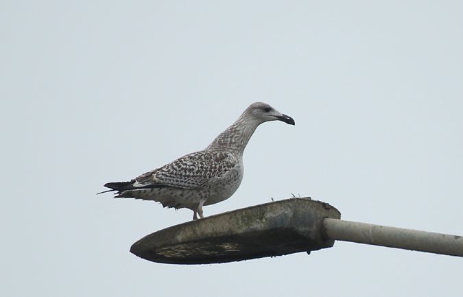 Mugnaiaccio  - Alessio Mannello