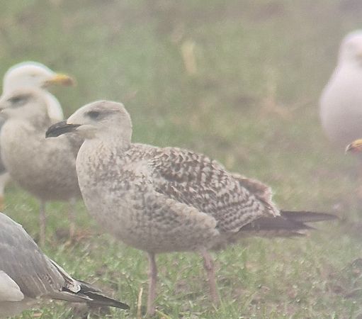 Mugnaiaccio  - Alessio Mannello