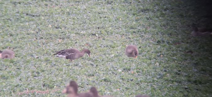 Waldsaatgans  - Tomasz Doroń
