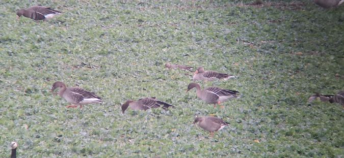 Waldsaatgans  - Tomasz Doroń