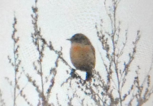 kląskawka  - Szymon Kaczmarek