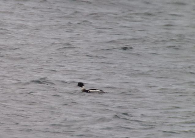 Mittelsäger  - Tomasz Doroń