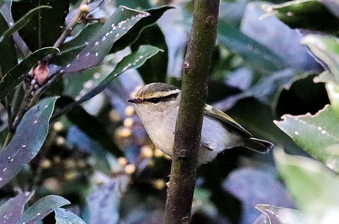 Luì di Pallas  - Pietro Zamò