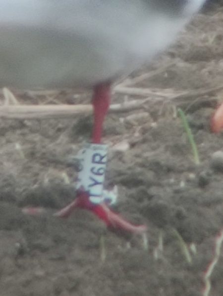 Gabbiano comune  - Lorenza Venturini