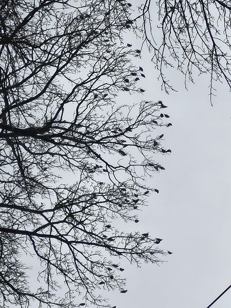 jemiołuszka  - Łukasz Budny