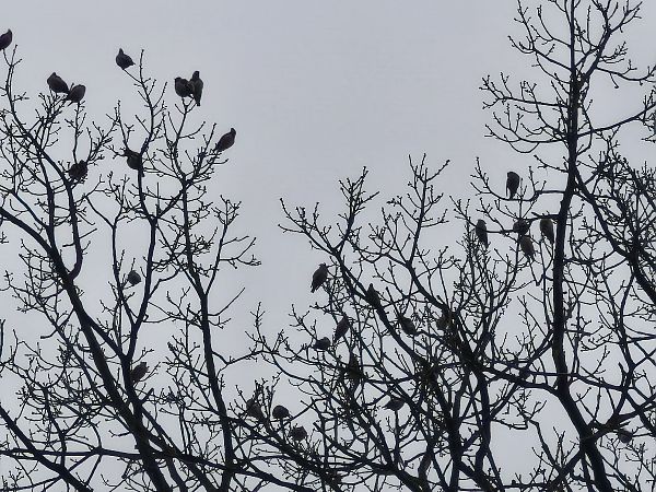 Seidenschwanz  - Łukasz Budny