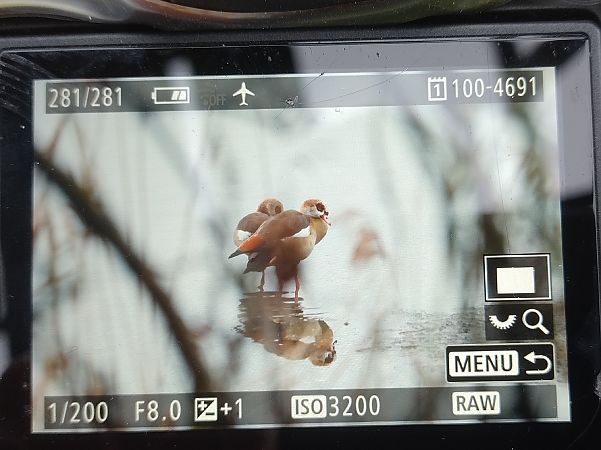 gęsiówka egipska  - Stanisław Turowski