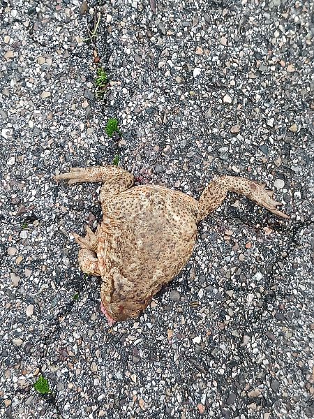 Erdkröte  - Claudio Danesi