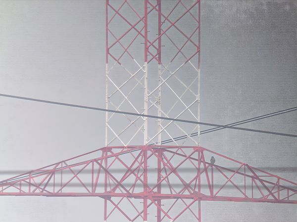 sokół wędrowny  - Dariusz Świtała