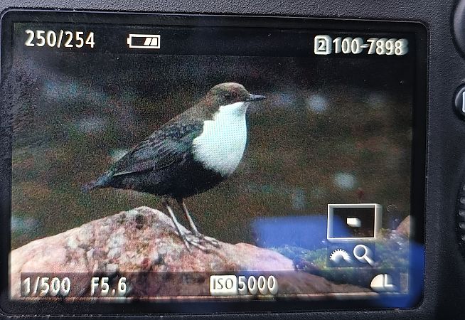 pluszcz  - Michał Polakowski