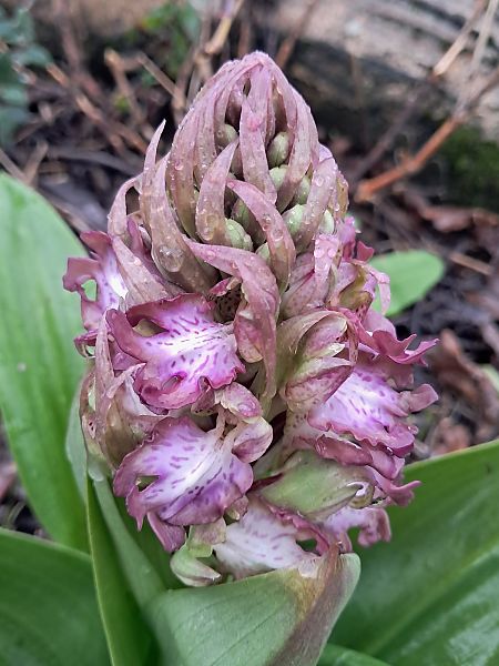 Himantoglossum robertianum  - Dominique Raimbault