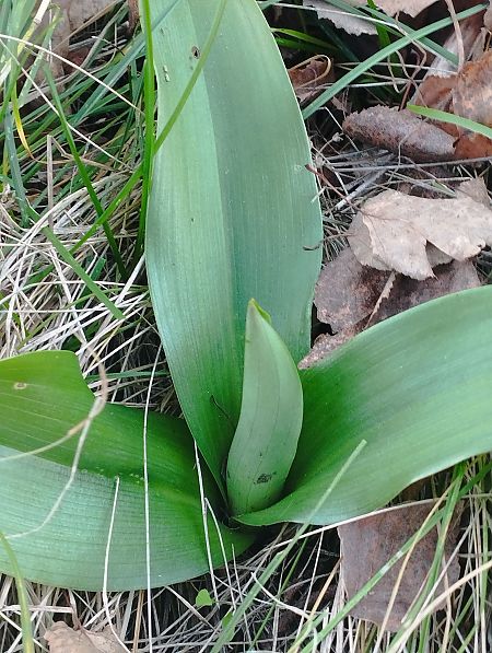 Himantoglossum robertianum  - Gérard Joseph