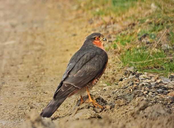 Épervier d'Europe  - Florinda Testa