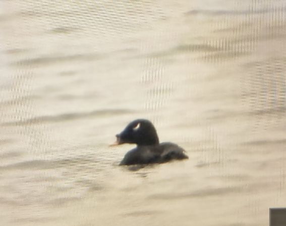 Kamtschatkasamtente  - Barbara Polanin