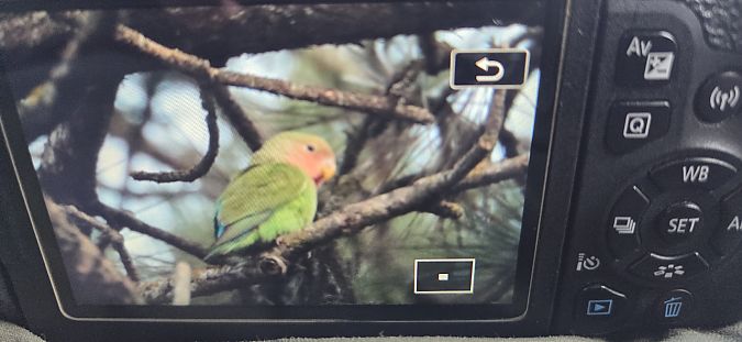 Inséparable rosegorge  - Pietro Zamò