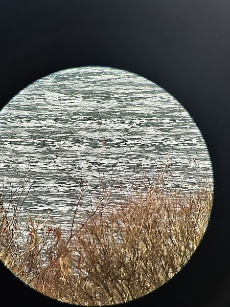 Grèbe esclavon  - Christiane (nane) Steinbacher