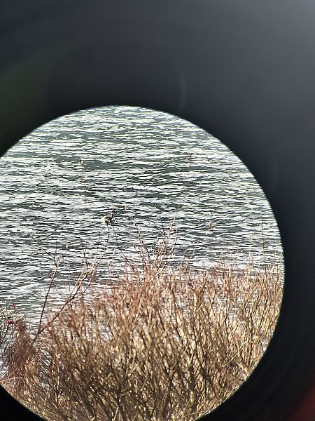 Grèbe esclavon  - Christiane (nane) Steinbacher