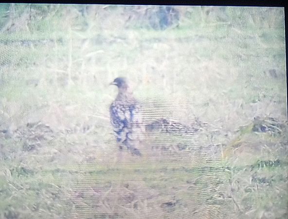 Aquila anatraia maggiore  - Mauro Fenati