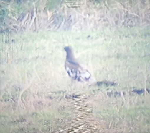 Aquila anatraia maggiore  - Mauro Fenati