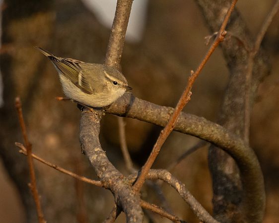 Luì di Hume  - Leonardo Dalla Torre