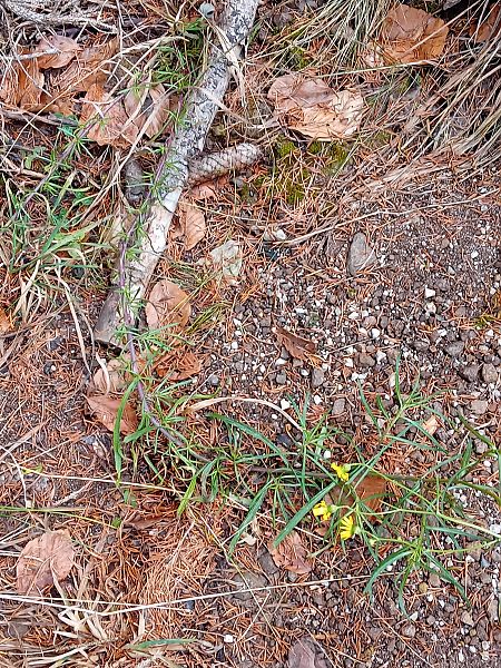 Senecio inaequidens  - Enri Leschiutta (FVG)