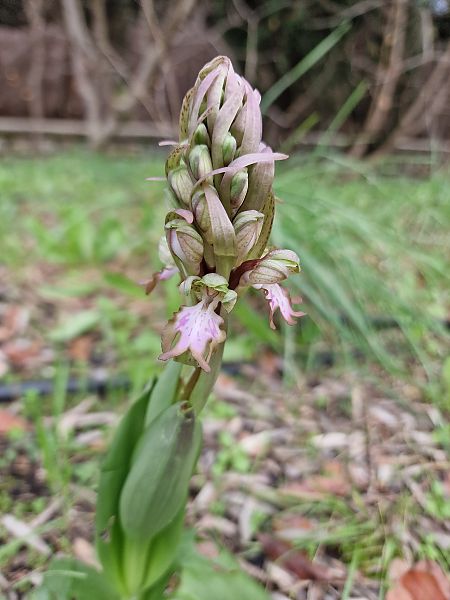Himantoglossum robertianum  - Diane Raibaut