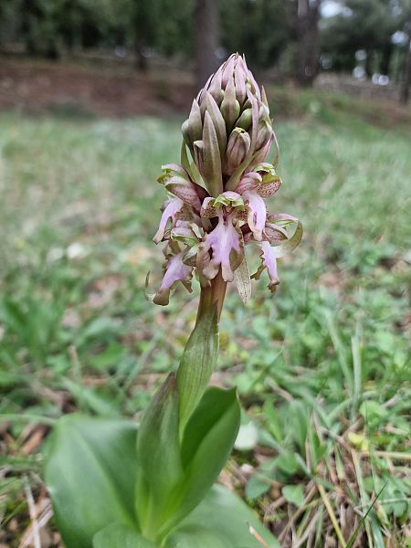 Himantoglossum robertianum  - Diane Raibaut