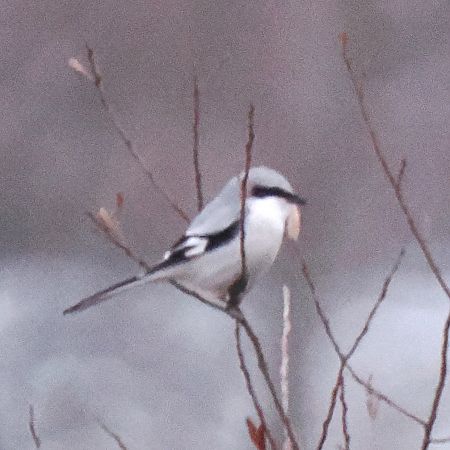 Pie-grièche grise  - Ralf Schnelle