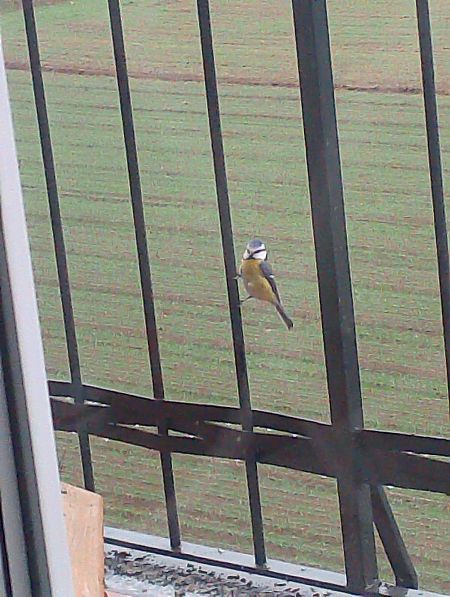 Cinciarella  - Gabriele Papale