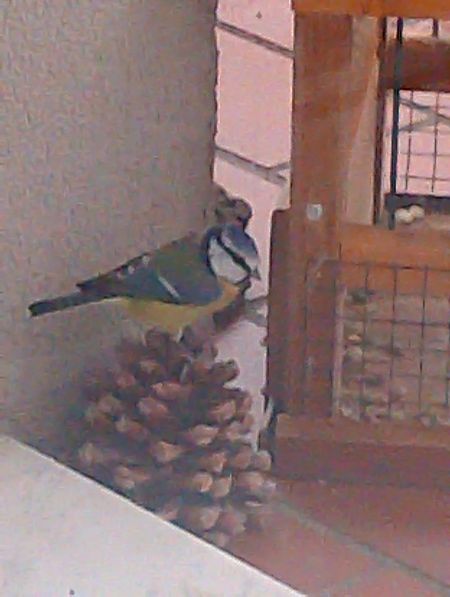 Cinciarella  - Gabriele Papale