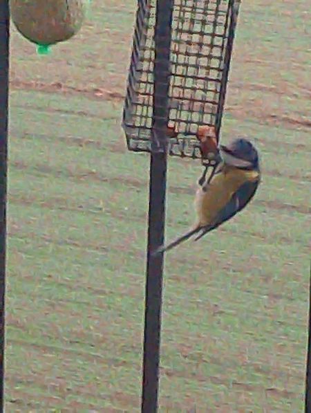 Cinciarella  - Gabriele Papale