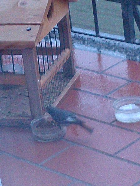 Codirosso spazzacamino  - Gabriele Papale