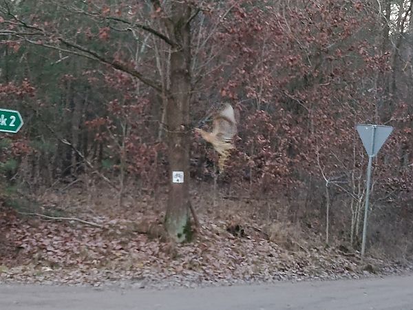 bąk  - Wiktor Kroker