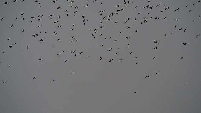 Fanello  - Giovanni Grasso